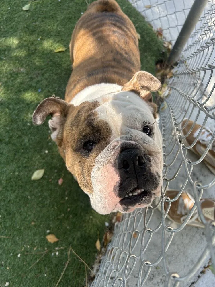 An adult medium-sized female Tricolor (Brown, Black, & White) English Bulldog dog named Chanel for adoption in Ontario, CA