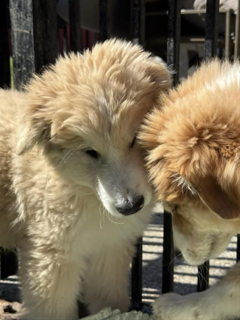 A baby large-sized female Golden Retriever dog named Geraldina for adoption in Allen, TX