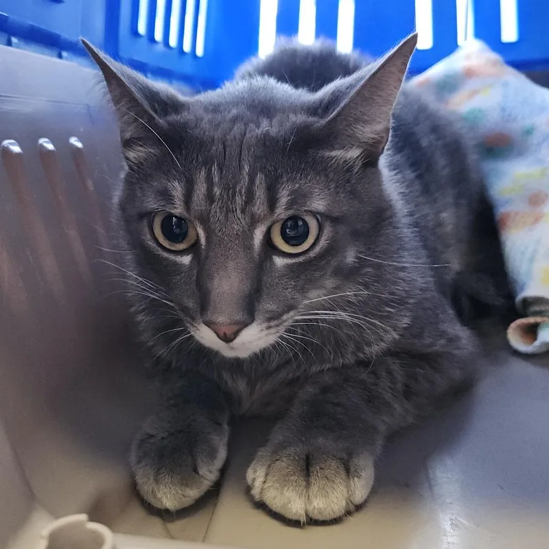 An adult large-sized male Gray / Blue / Silver Domestic Short Hair cat named Huntley for adoption in Clearwater, FL