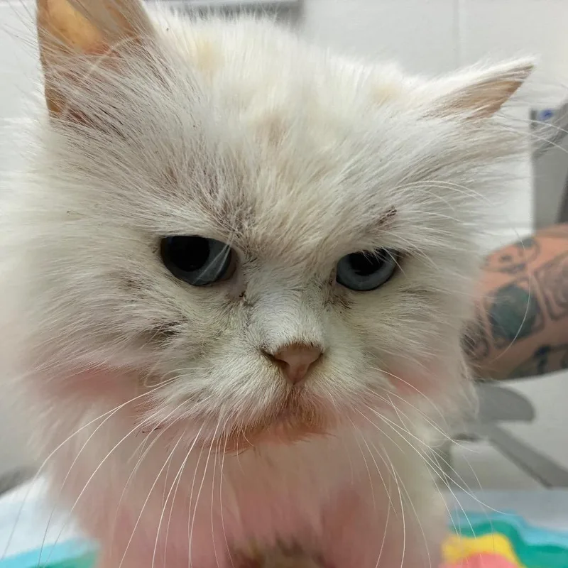 An adult medium-sized female Persian cat named Clara for adoption in Corpus Christi, TX