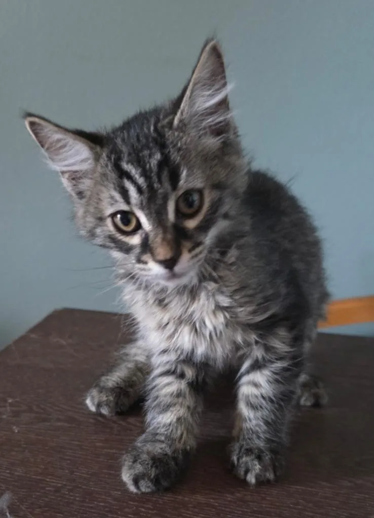 A young medium-sized female Domestic Medium Hair cat named Penny for adoption in Phoenix, AZ