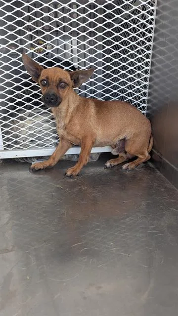 A young small-sized male Chihuahua dog named Sunny for adoption in Bakersfield, CA