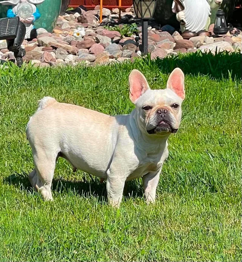 An adult small-sized female White / Cream French Bulldog dog named Faith for adoption in Brunswick, ME