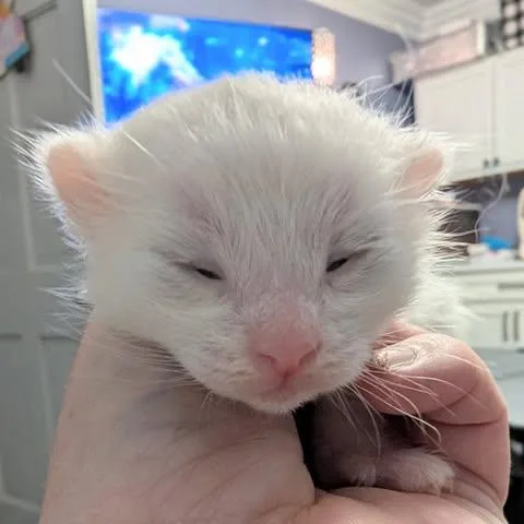 A baby medium-sized male White Domestic Short Hair cat named Olaf for adoption in Davison, MI