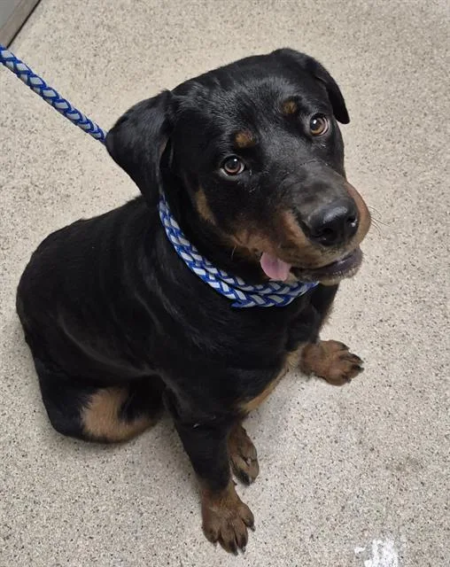 A young large-sized female Rottweiler dog named Dottie for adoption in Bakersfield, CA