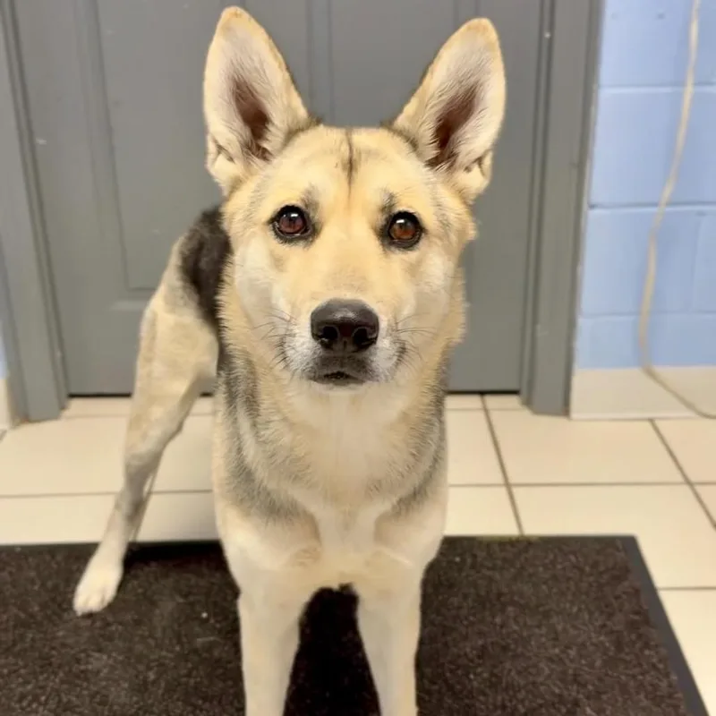 An adult medium-sized female Apricot / Beige Mixed Breed dog named Shelby for adoption in Washington Township, OH