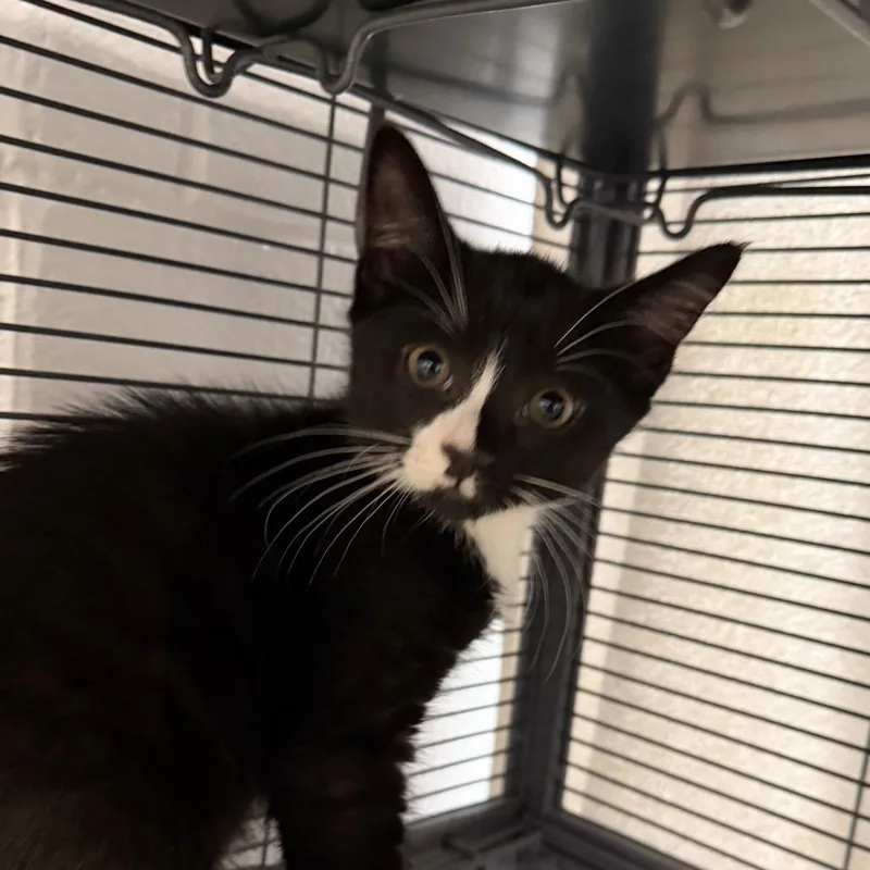 A baby small-sized male Black Domestic Short Hair cat named Nino for adoption in Hampton Bays, NY