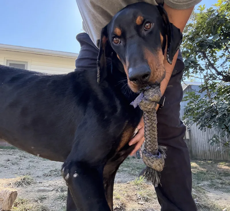 Commander thumbnail 2