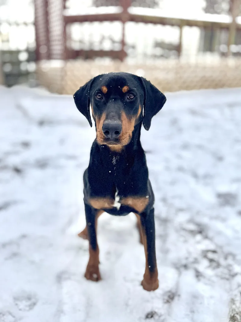 Commander thumbnail 3