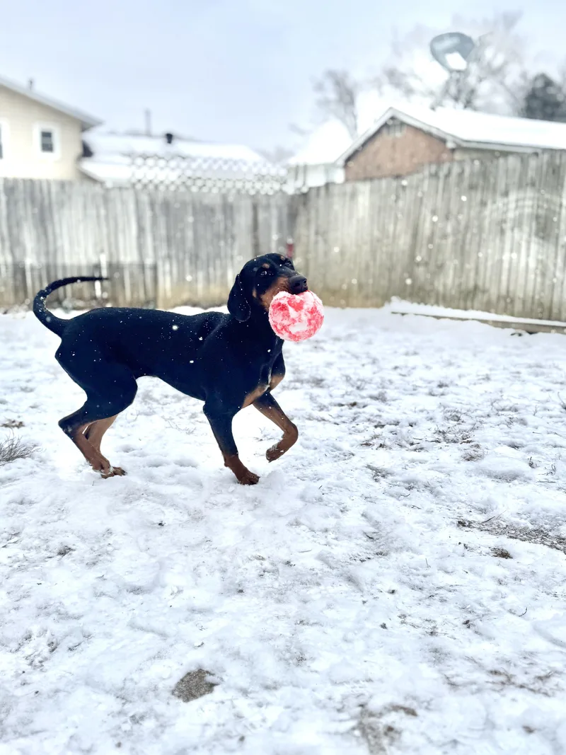 Commander thumbnail 4