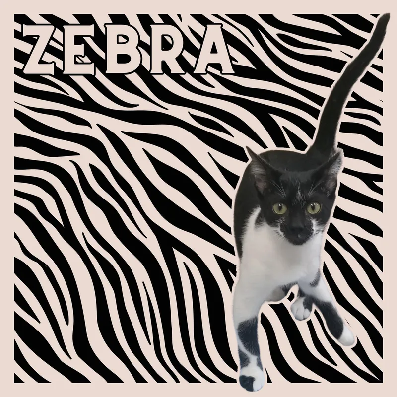 A young small-sized male Black & White / Tuxedo Domestic Short Hair cat named Zebra for adoption in Aransas Pass, TX