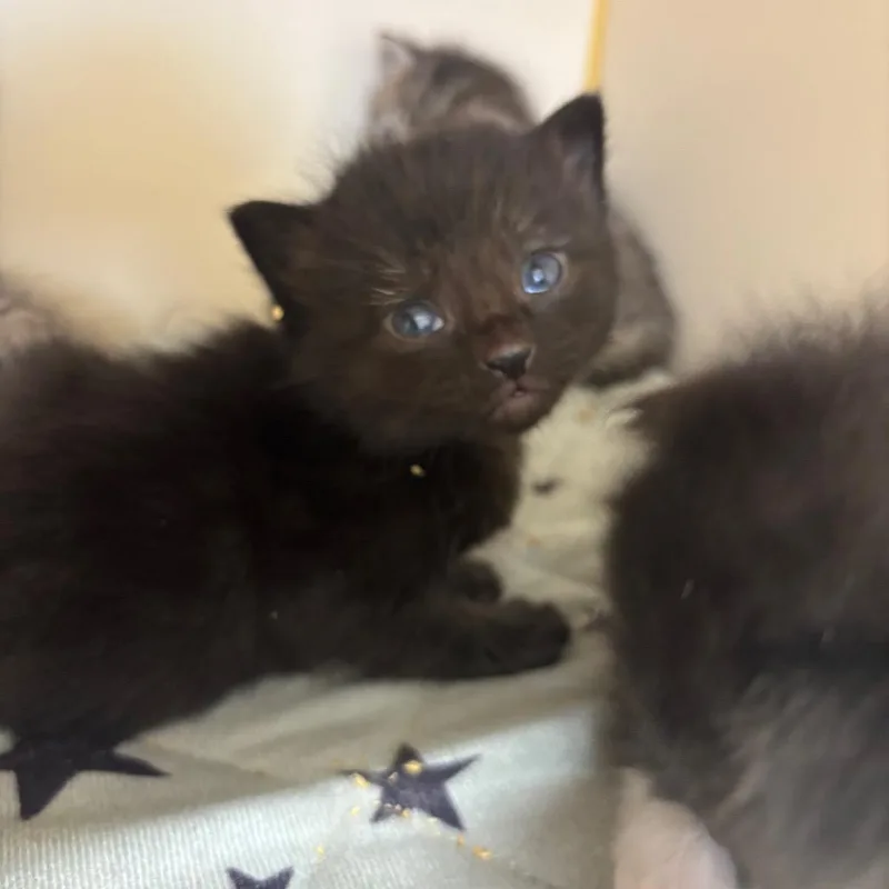 A baby small-sized male Black Siamese cat named Nico for adoption in Hinesville, GA