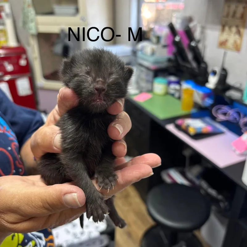 Nico thumbnail 2
