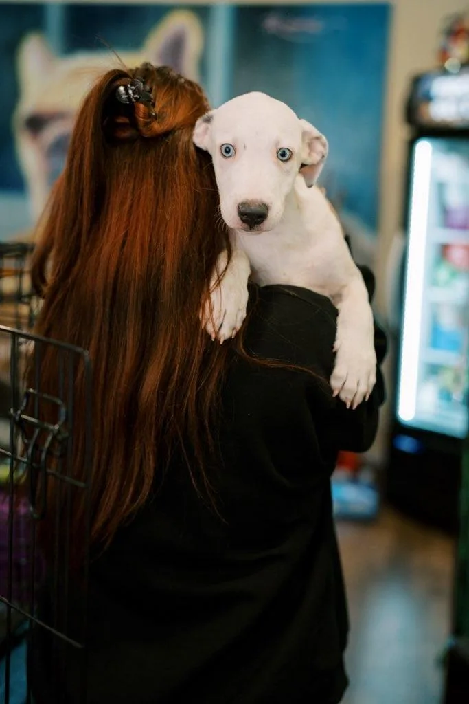 A baby large-sized male American Staffordshire Terrier dog named Huckleberry for adoption in Evergreen, CO