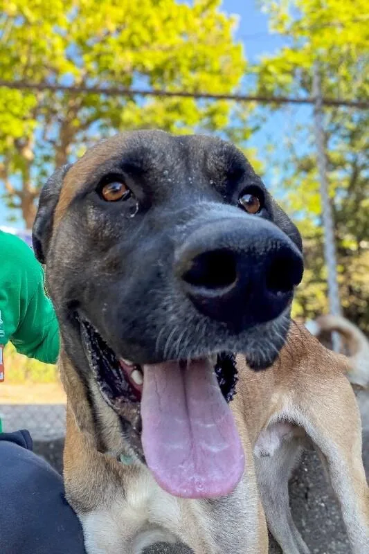 An adult large-sized male Brown / Chocolate Mixed Breed dog named Duke for adoption in Cincinnati, OH