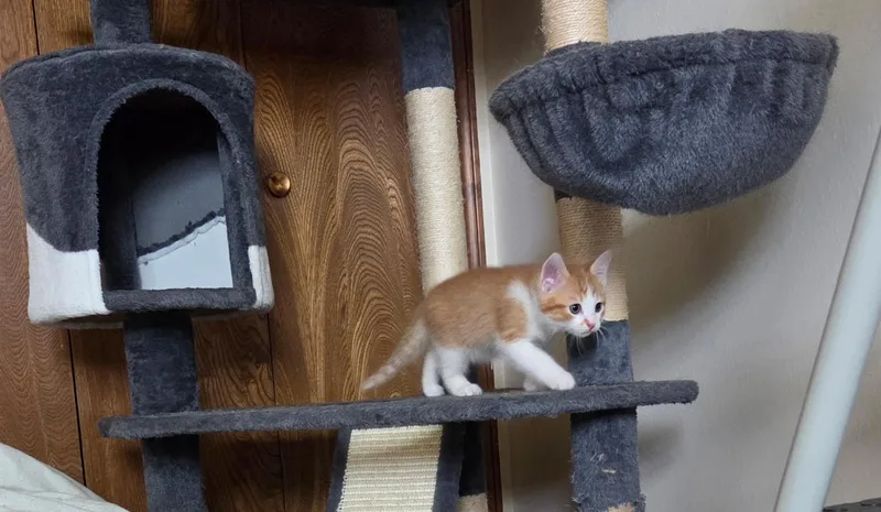 A baby medium-sized male Orange & White Domestic Short Hair cat named Trunks for adoption in Carnegie, OK