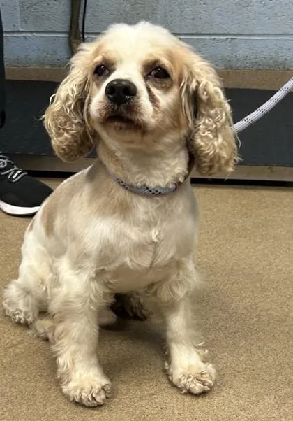 A senior small-sized male Mixed Breed dog named Tavian for adoption in Chamblee, GA