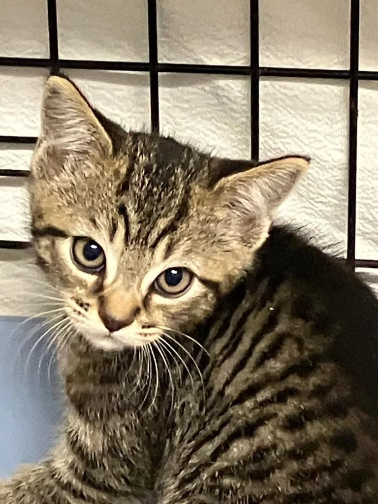A baby small-sized male Domestic Short Hair cat named Honda for adoption in Lunenburg, MA