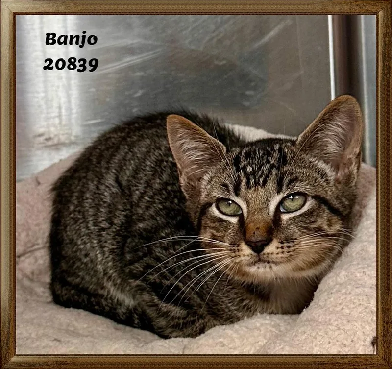 Banjo