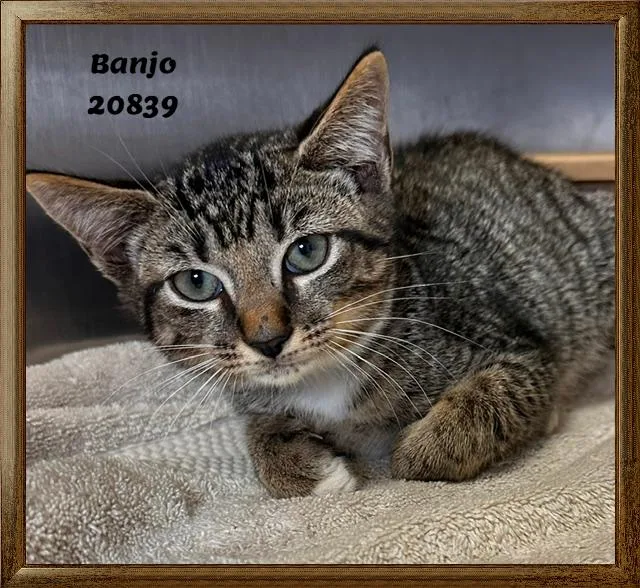 Banjo thumbnail 2