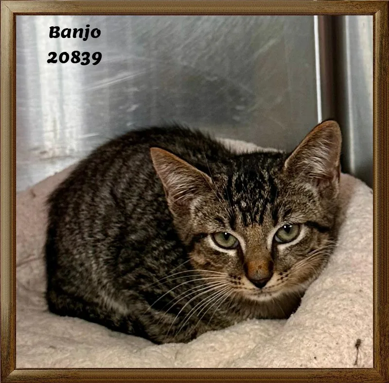 Banjo thumbnail 4