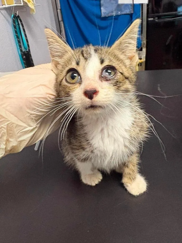 A baby medium-sized male Domestic Short Hair cat named Carl for adoption in New Braunfels, TX