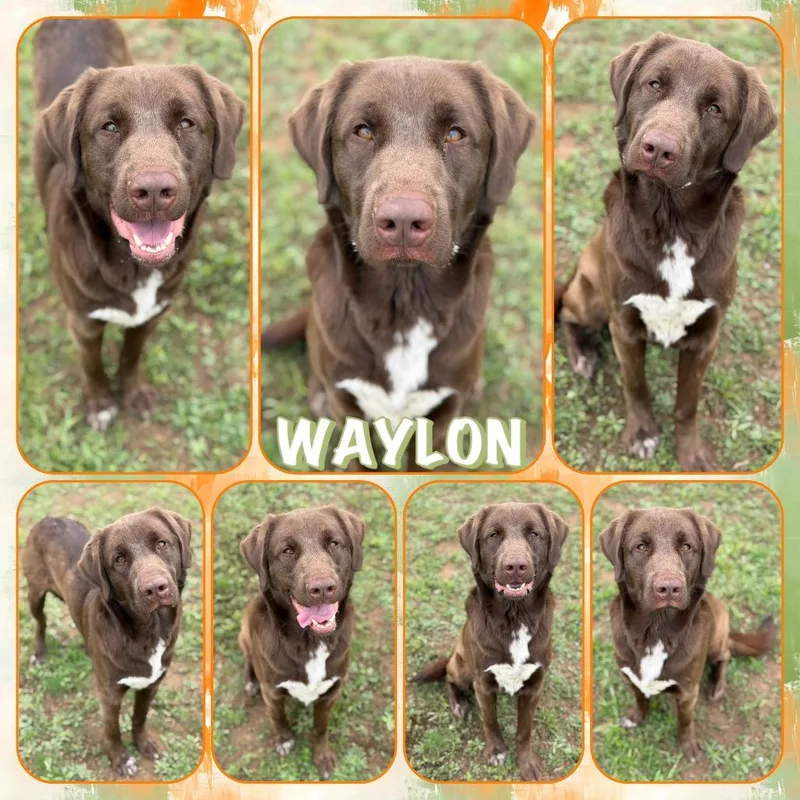 An adult large-sized male Brown / Chocolate Chocolate Labrador Retriever dog named Waylon for adoption in Fort Smith, AR