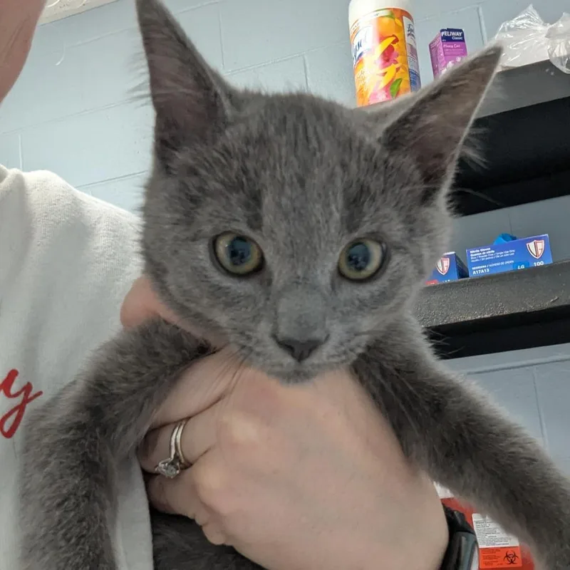 A baby small-sized male Gray / Blue / Silver Domestic Short Hair cat named Zack for adoption in Indianapolis, IN