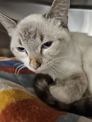 An adult medium-sized male Domestic Short Hair cat named Royal for adoption in Scotia, NY