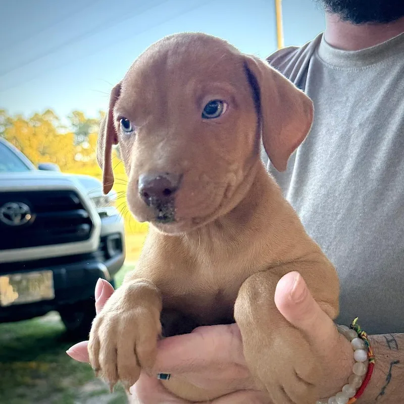 A baby small-sized male Mixed Breed dog named Rusty for adoption in Aberdeen, NC