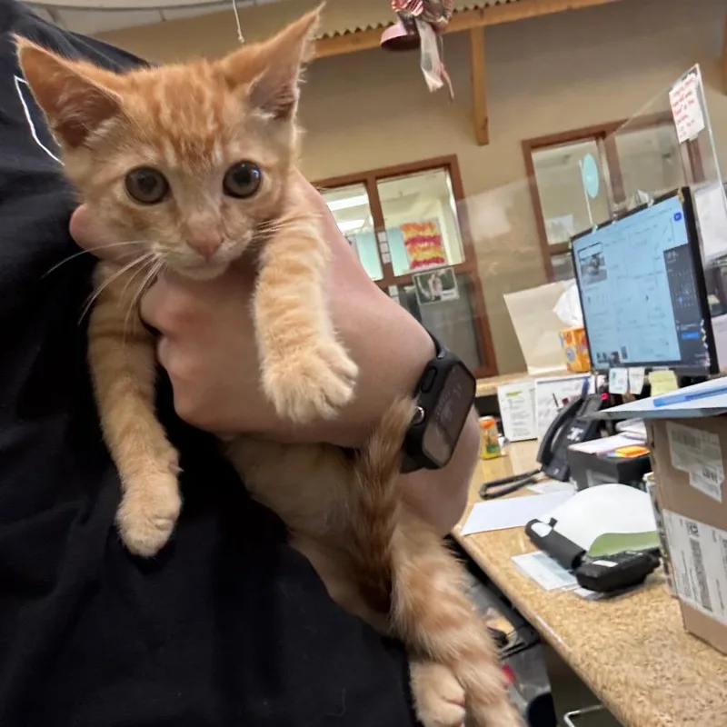 A baby small-sized male Orange / Red Domestic Short Hair cat named IEPAStray for adoption in Upland, CA