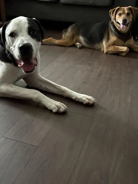 An adult large-sized male Coonhound dog named Toby for adoption in Austin, TX