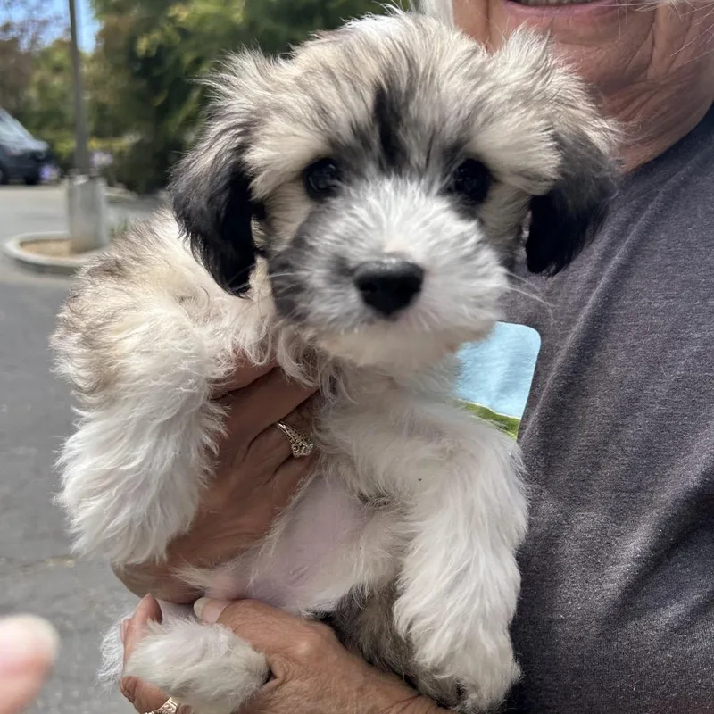 A baby small-sized male White / Cream Maltese dog named Beasty for adoption in Point Richmond, CA