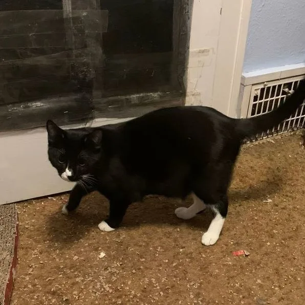 A young medium-sized male Black & White / Tuxedo Domestic Short Hair cat named Anise for adoption in Mokena, IL