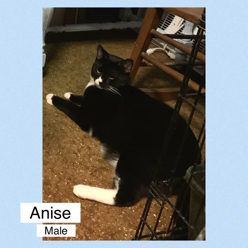Anise thumbnail 2