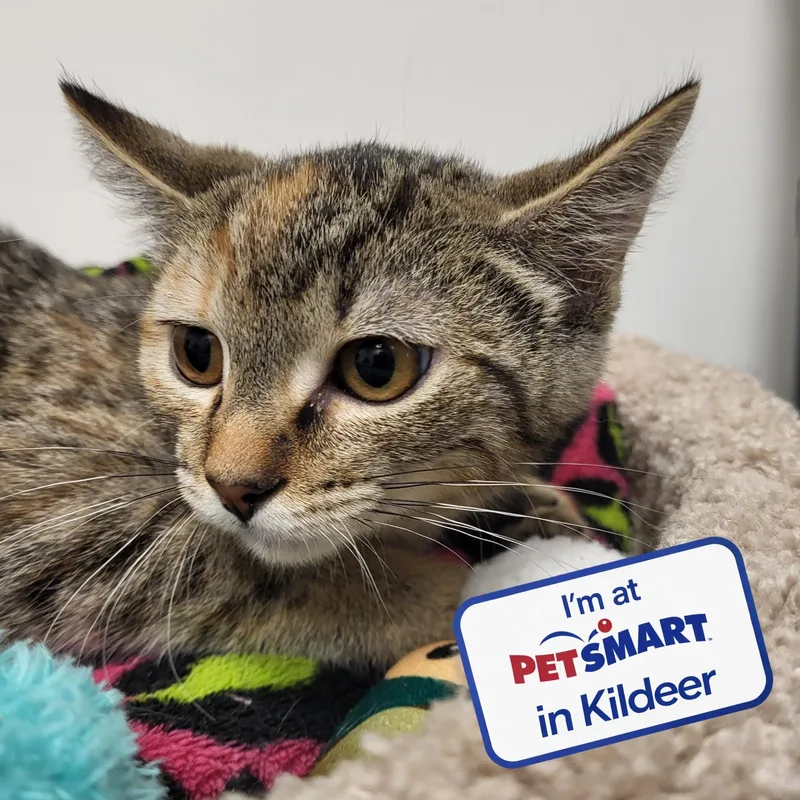 A baby medium-sized female Tabby (Brown / Chocolate) Domestic Short Hair cat named Chevron for adoption in Grayslake, IL
