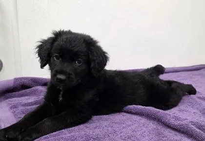 A young medium-sized female Shepherd dog named Alice for adoption in Phoenix, AZ