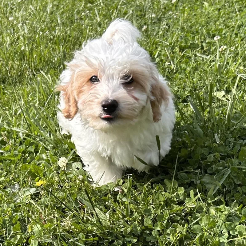Hey