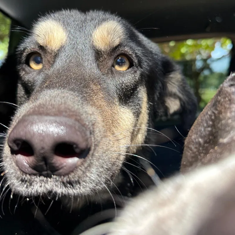 A young large-sized female Black Shepherd dog named Blessing for adoption in Palestine, TX