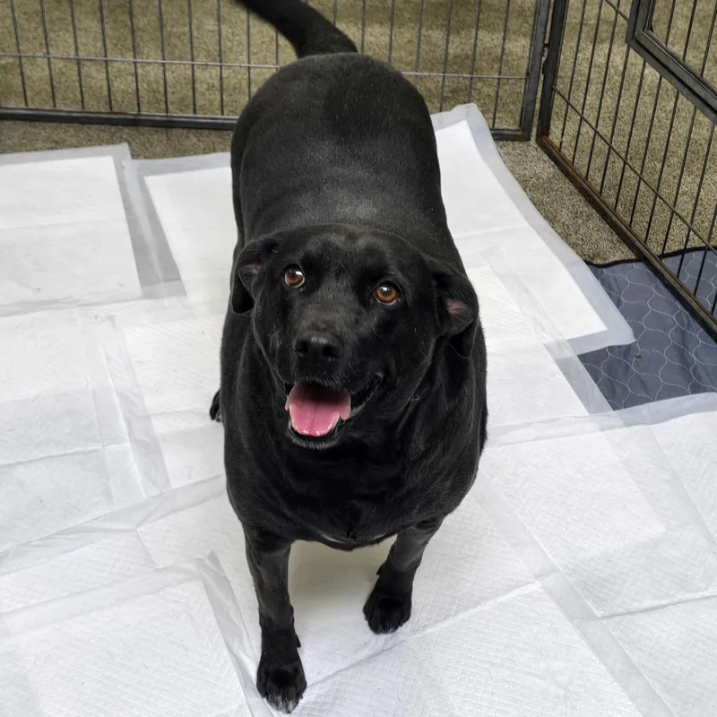 Charcoal thumbnail 2