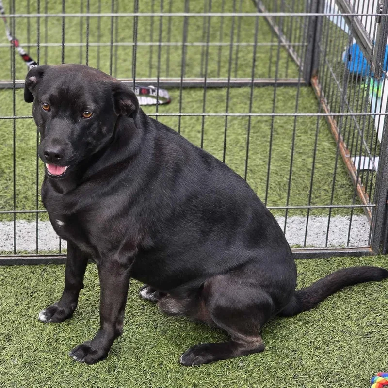 Charcoal thumbnail 3