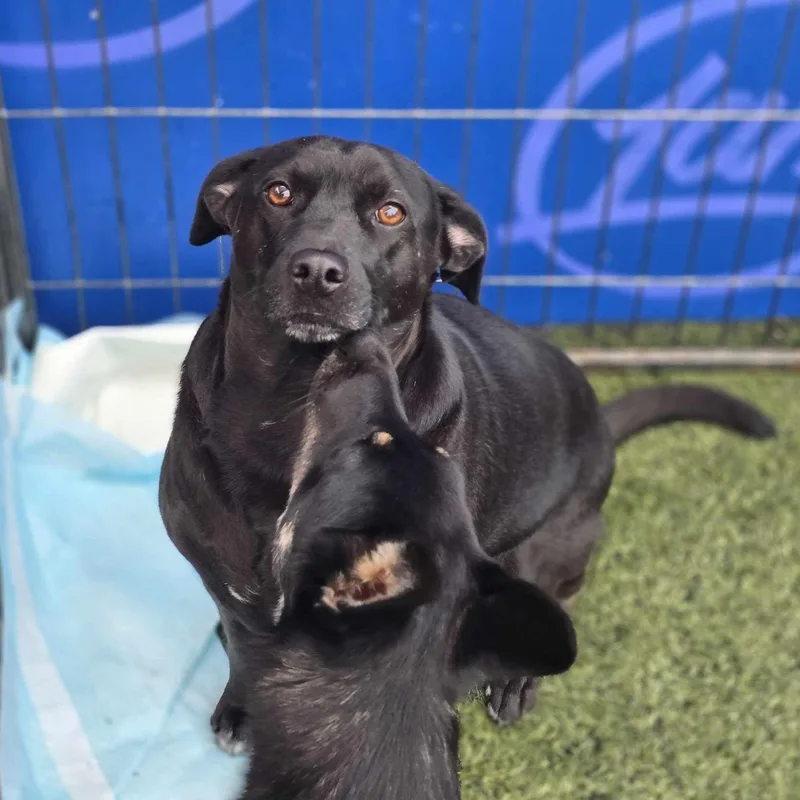 Charcoal thumbnail 4