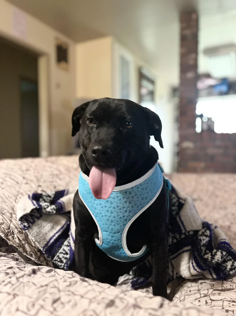 Charcoal thumbnail 6