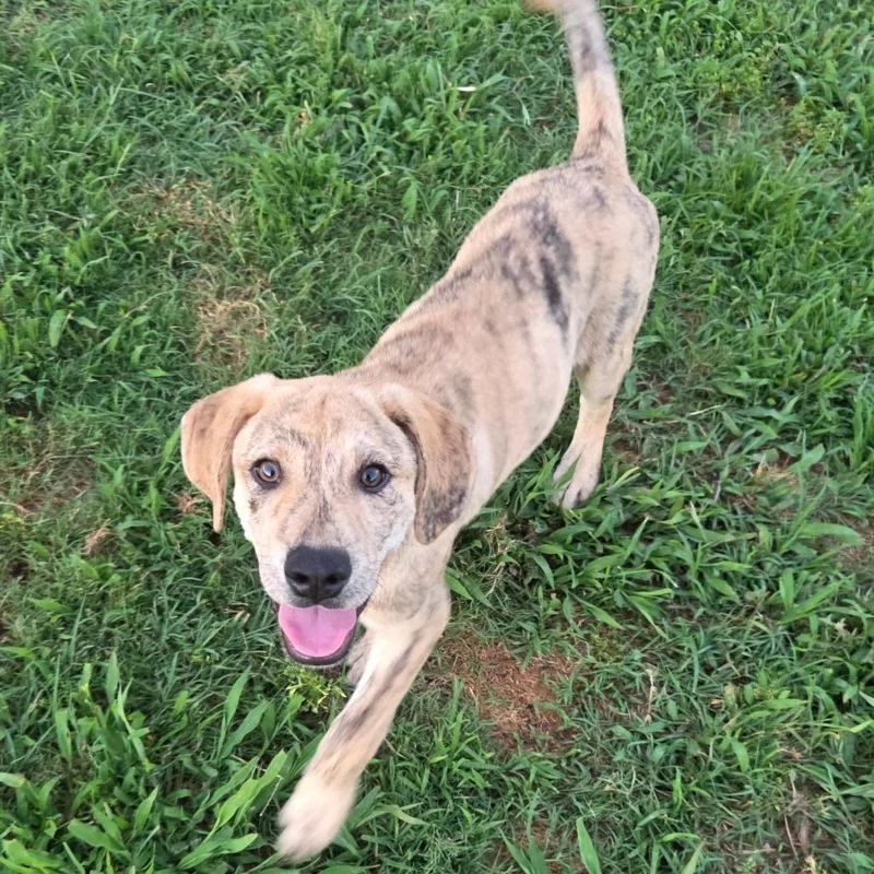A baby medium-sized male Yellow / Tan / Blond / Fawn Mixed Breed dog named Shia for adoption in Brownsboro, AL