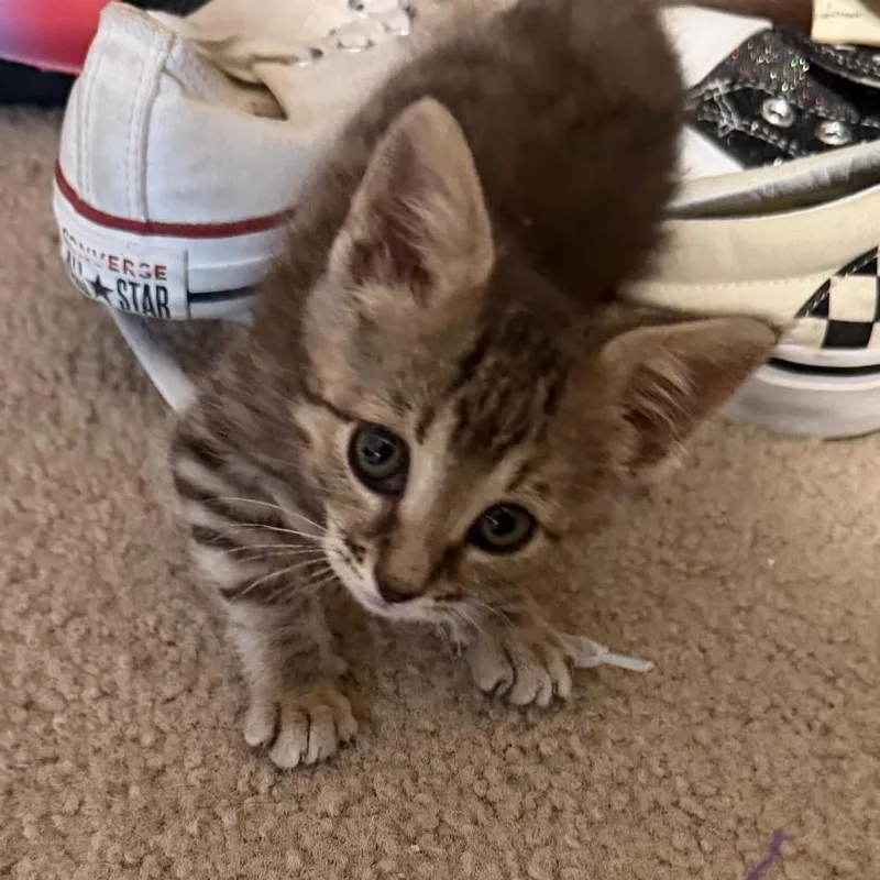 A baby small-sized male Brown / Chocolate Domestic Short Hair cat named Naked As A Jaybird for adoption in Boerne, TX