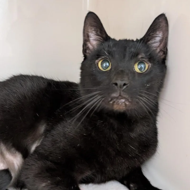 An adult large-sized male Black Domestic Short Hair cat named Aussie for adoption in Watertown, NY