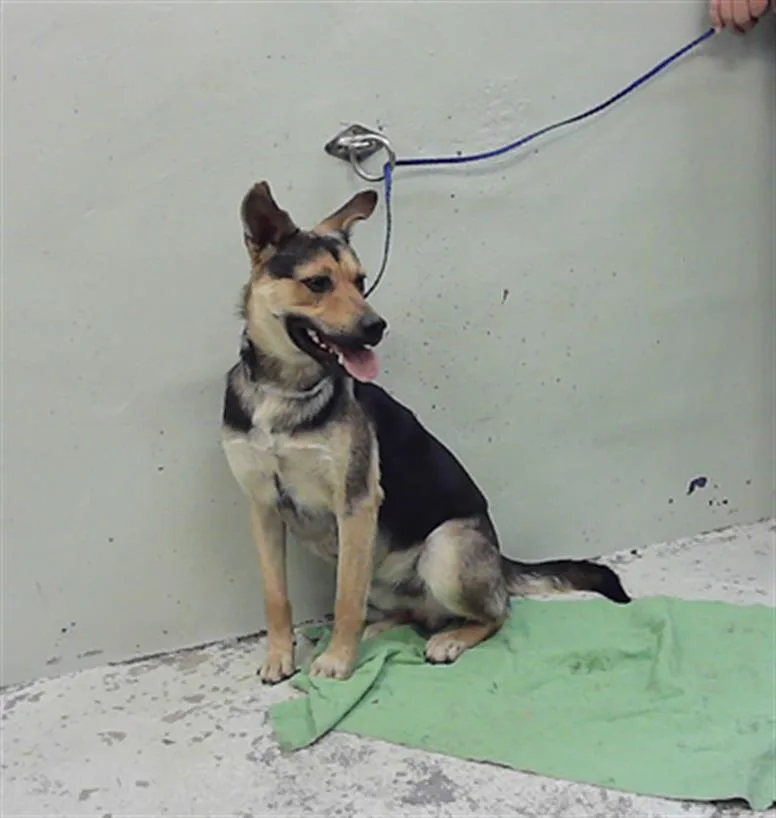 A young medium-sized male German Shepherd Dog dog named Neo for adoption in Houston, TX