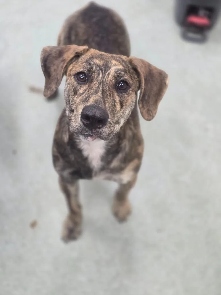 A baby medium-sized male Plott Hound dog named Jimmy for adoption in Danielsville, GA