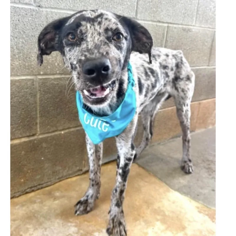 A young medium-sized male Gray / Blue / Silver Catahoula Leopard Dog dog named Chip for adoption in Baton Rouge, LA