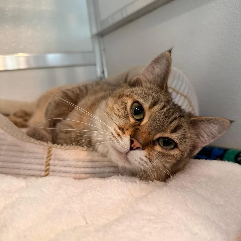 An adult medium-sized female Brown / Chocolate Domestic Short Hair cat named Mum for adoption in Saint Charles, MO